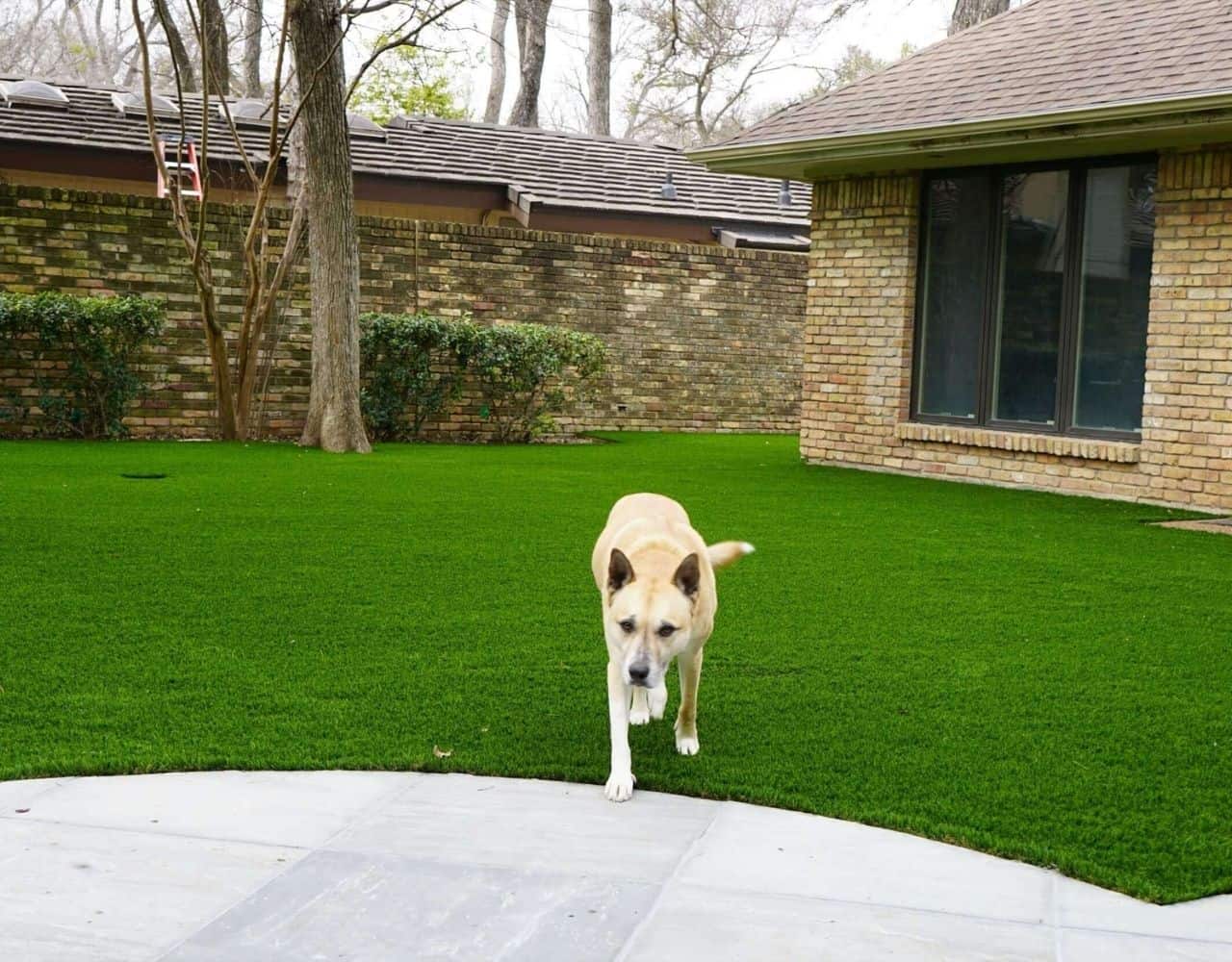 Dog walking on a clean, green yard