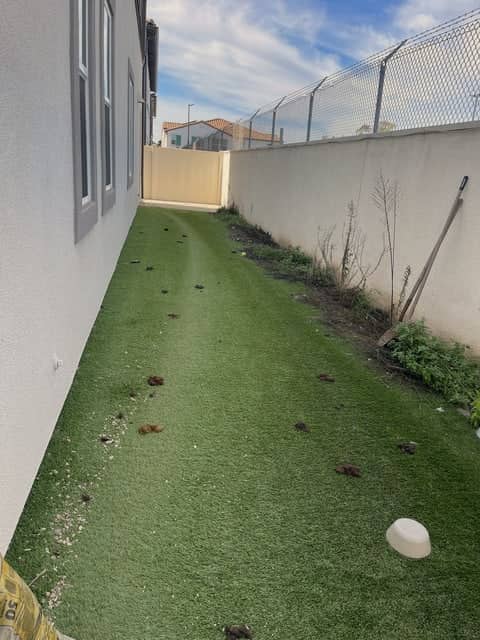 Before: side-yard dog run