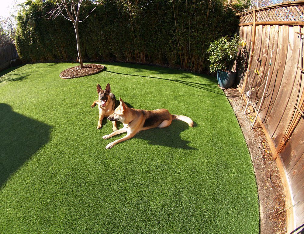 Dog Waste Disposal Rules in Ventura County