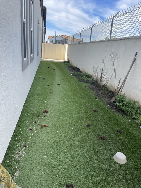 Grass dog run before cleanup