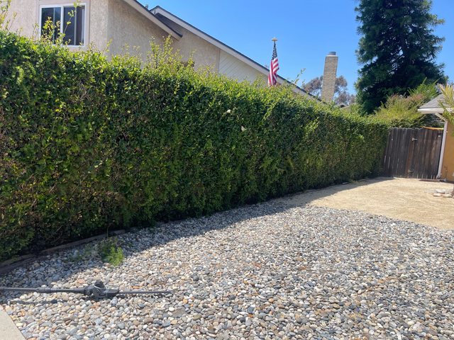 Overgrown hedges before trimming