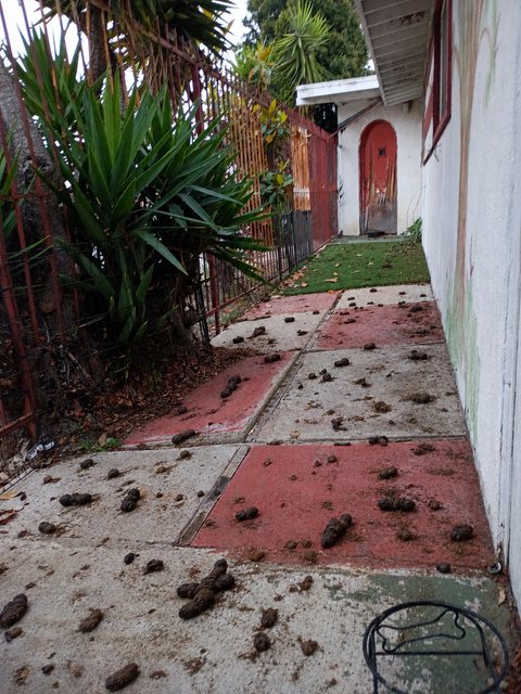Walkway before cleaning
